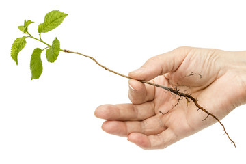 Female hand holding a seedling, isolated on white background