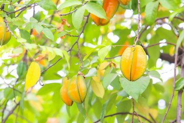 Fresh star apple fruit on the tree.