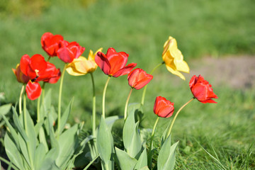 red and yellow tulips in garden