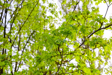 Obraz premium Tree and branches of tree over head