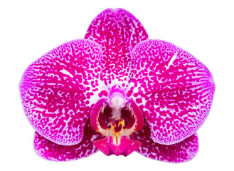 Pink phalaenopsis orchid flower isolated on white with clipping