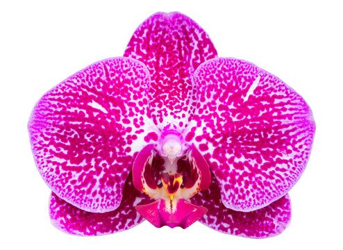 Fototapeta Pink phalaenopsis orchid flower isolated on white with clipping