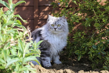 Naklejka na ściany i meble Grey persian cat playing in garden