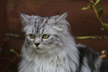 Grey persian cat playing in garden