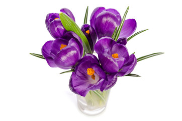 bouquet from crocus flowers in vase isolated on white