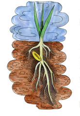wheat germ root