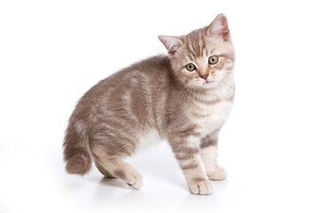 Grey tabby kitten British cat (isolated on white)
