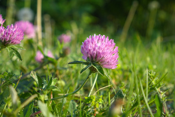 Red clover 
