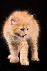 Fluffy red kitten (isolated on black)