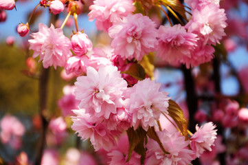 Beautiful pink blooming cherry tree branch - spring time