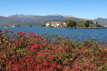 Azaleas begin to bloom at Lake Maggiore in Italy