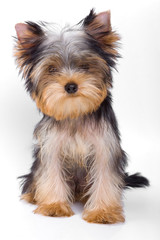 Puppy dogs York looking at the camera (isolated on white)