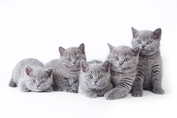 Several kittens lying and looking at the camera (isolated on white)
