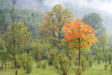 Fototapeta premium Ordesa