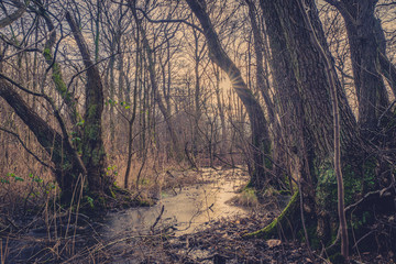 Forest with a frozen river