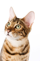 Striped red cat Bengal looking up (isolated on white)