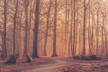 Naklejka premium Sunrise in a misty forest with big rocks