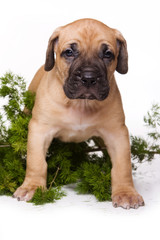 Golden Cane Corso puppy dog (isolated on white)