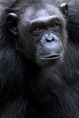 Portrait of black chimpanzee close-up