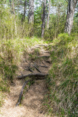 Wald mit Trampelpfad und tückischen Wurzeln