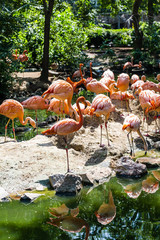 Flamingos on Shore of Lake