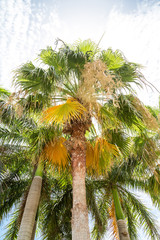 Fototapeta na wymiar Palm Trees Into Bright Sky