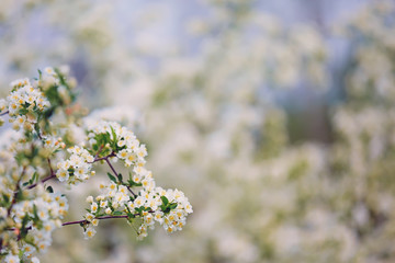 white tree flowers