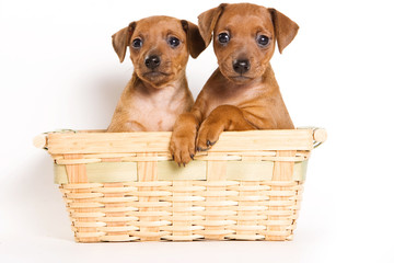 Several Red pinscher puppy and shopping cart (isolated on white)