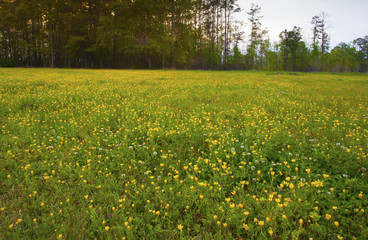 Obraz premium Spring sunset