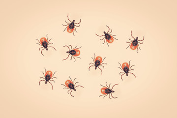 Many ticks on a yellow background