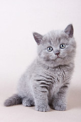 Gray British kitten looking into the camera