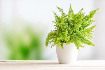 Fern in a white flowerpot