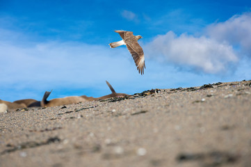 Peregrine falcon flying on th sky