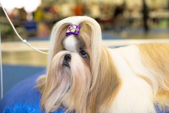 Well groomed Shih-tzu with long fur