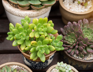  Miniature succulent plants