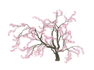 Cherry blossoms. Sakura. Hanami. Blossoming cherry tree with a pink flowers isolated on white background. 3D illustration.