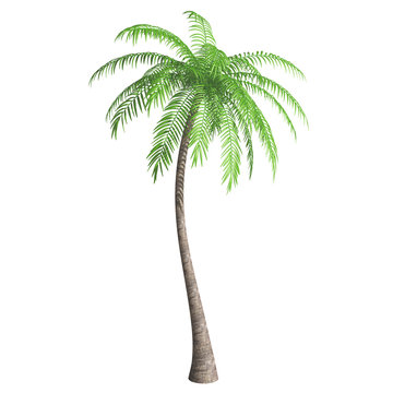 Coconut palm tree (Cocos nucifera) isolated on white background. 3D illustration.