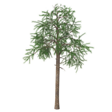 Pine tree (Pinus sylvestris) isolated on white background. 3D illustration.