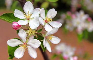 Apple blossom in the spring