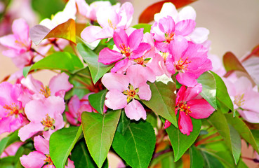 Pink apple blossom in garden