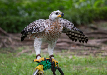 Eagle portrait isolated on grass- Greater Spotted Eagle ,The African crowned eagle