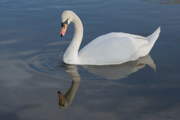 Swan,love