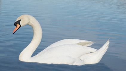 Swan,love