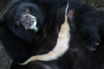 Asiatic black bear