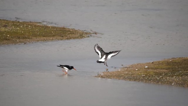 Oyster Catcher