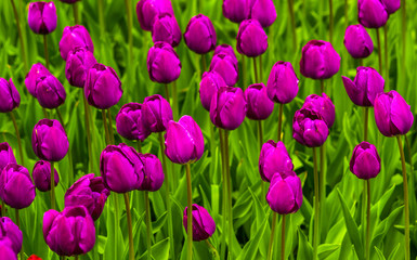 Obraz premium field of tulips