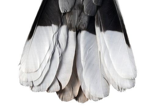 tail feathers of turtledove