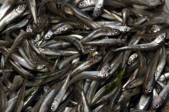 مچھلی بھون Fish fry Rbjih mladic Frijenno magnanno Frittura di paranza Fiskeyngel