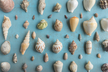 Flat lay of shells on a blue wooden background
