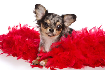 Chihuahua puppy and red feathers (isolated on white)
